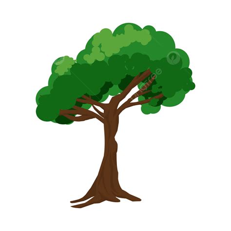 Ilustrasi Pohon Besar Vektor Ilustrasi Pohon Besar Pohon Pinus Png
