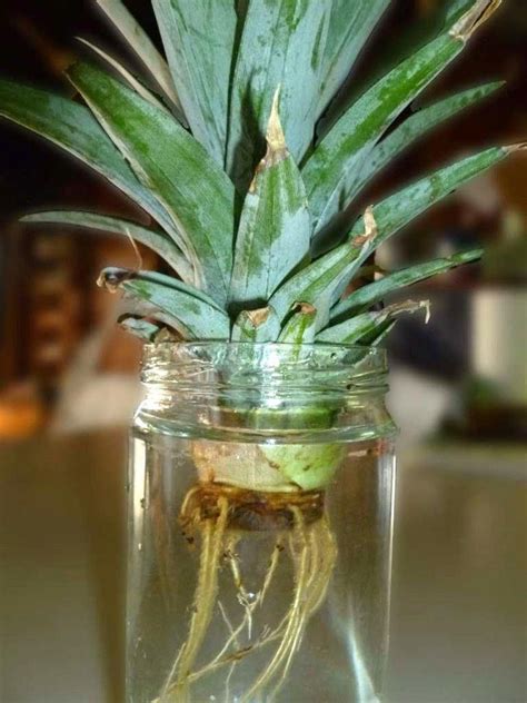 How To Grow A Pineapple Top Howtogrowplants Growing Pineapple