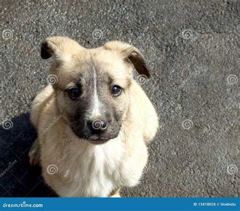 Abandoned Little Dog Royalty Free Stock Image Image 13418026