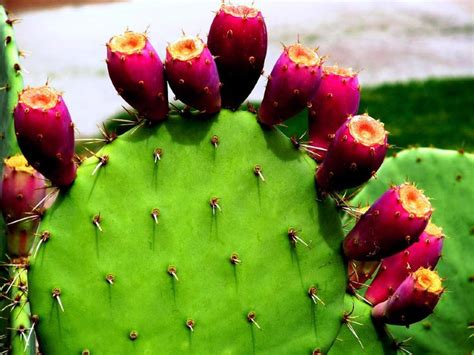 You can specify conditions of storing and accessing cookies in your browser. Prickly Pear/Tuna Plant