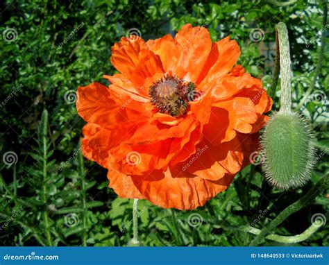 Beautiful Orange Poppy Flower With A Box Of Seeds And Stamens Bud Close