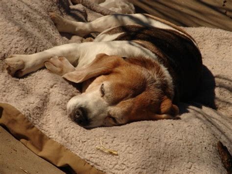 Pulsed administration of corticosteroids in the treatment of alopecia areata. Dog Hair Loss & Prednisone | Cuteness