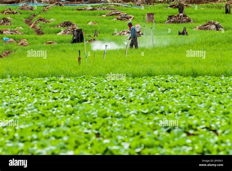 Farmer Spraying Pesticide On Terrace Rice Fields Stock Photo Alamy