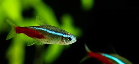 How To Tell If A Neon Tetra Is A Male Or Female