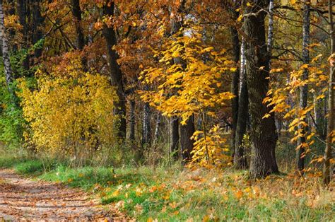 Golden Autumn Natural Landscape Road In Deciduous Forest Stock Photo