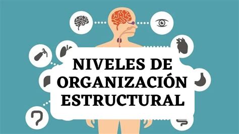 Niveles De Organizaci N Estructural Del Ser Humano Biolog A Youtube