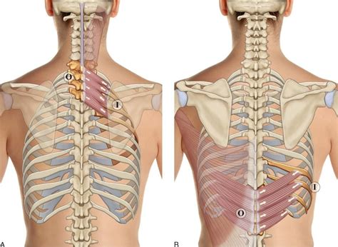 Rib Cage Anatomy Back View Learn Muscle Anatomy Serratus Posterior My