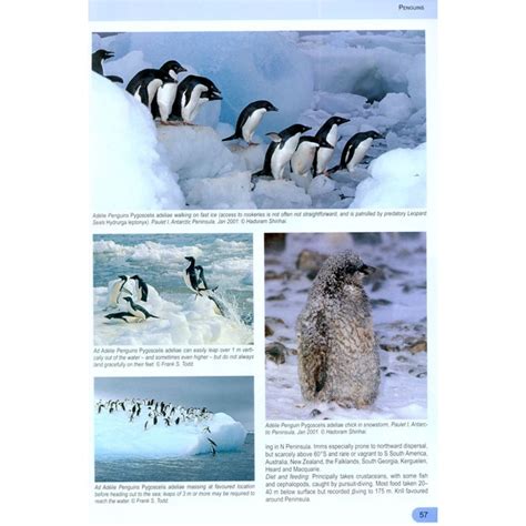 A Complete Guide To Antarctic Wildlife Veldshopnl Animals Of