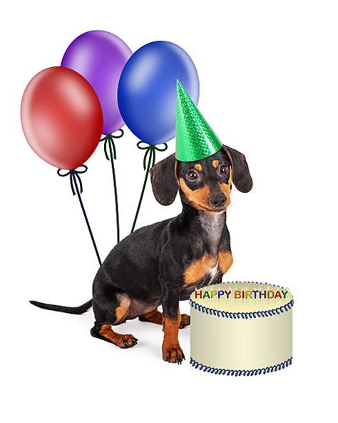 If you like what you see, please do share this page with your friends and family! Happy Birthday Dachshund Stock Photos, Pictures & Royalty ...