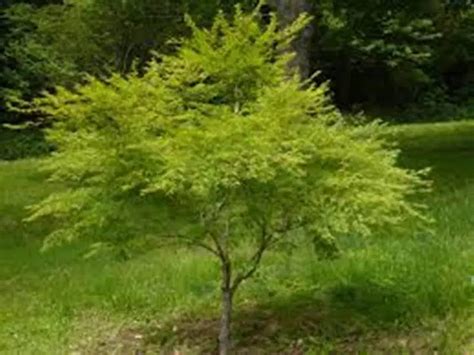 What Is The Name Of The Smallest Tree In The World — Steemit