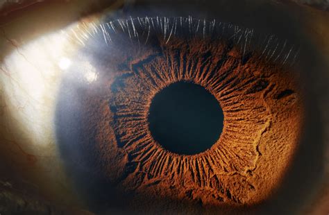 Eyes And Vision As Related To Anatomy Pictures