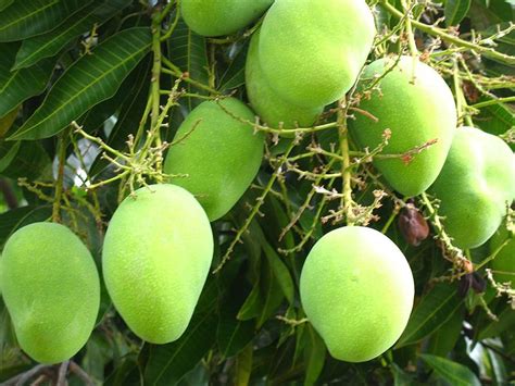 Mango Trees Pictures Facts On The Mango Tree Species