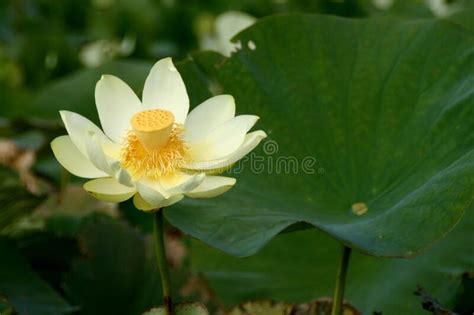 3945 Lotus Flower Pod Photos Free And Royalty Free Stock