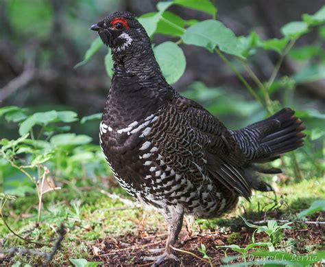 Daniel Berna Photography Spruce Grouse