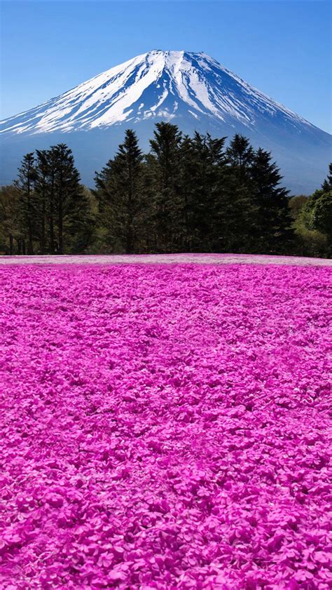 Fuji Volcano Japan Mountain Flowers Iphone X 876543gs Wallpaper