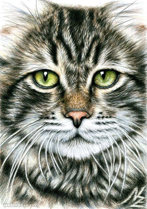 30 Beautiful Cat Drawings Best Color Pencil Drawings And Paintings