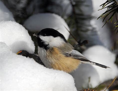 How Do Birds Survive Frigid Winter Temperatures