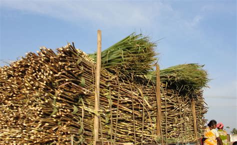 Kenya Graft Impunity At Heart Of High Sugar Production Cost