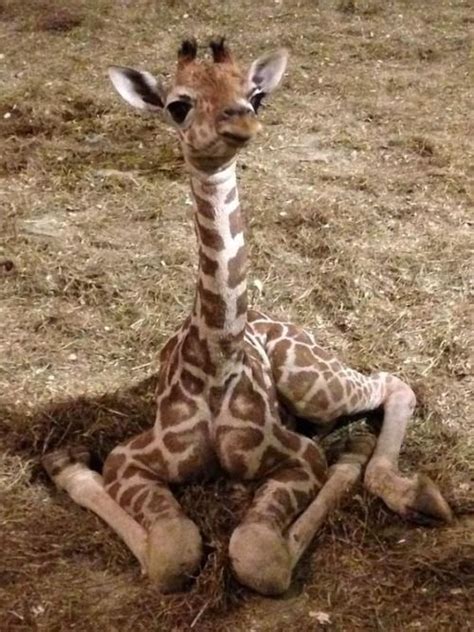 Snerkweeklook At Those Baby Legs Cute Animals Giraffe Giraffe