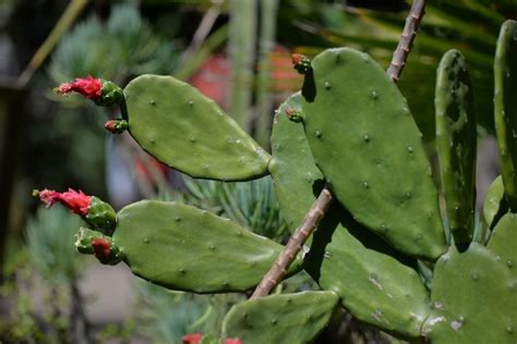 Sabemos que os gustan los cactus, por ello. Cactus, los nuevos protagonistas de tu jardín o escritorio ...