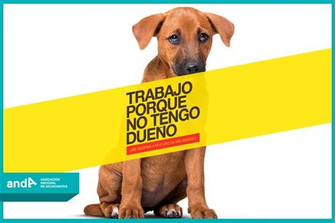 Qué Buen Proyecto Para Promover La Adopción De Animales En Situación De