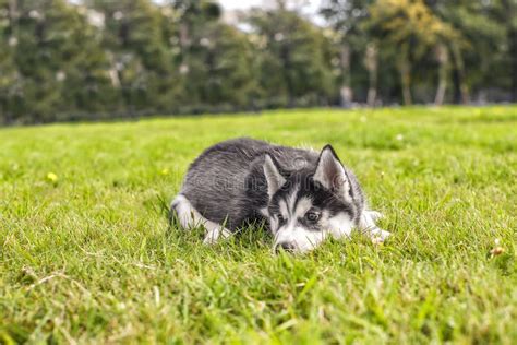Cute Husky Puppy Is Sad Stock Photo Image Of Siberian 108541234