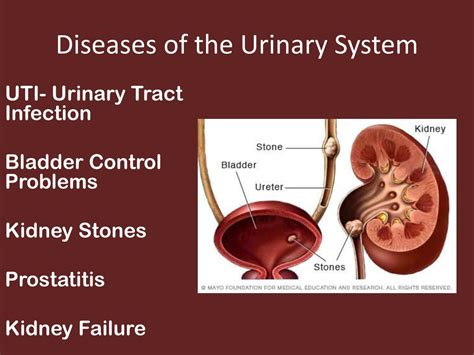 Ppt The Body Systems Powerpoint Presentation Free Download Id853376