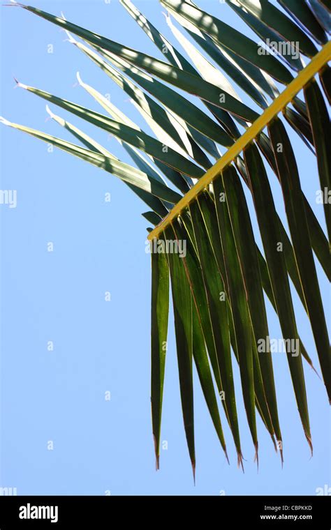 Palm Tree Branch Stock Photo Alamy