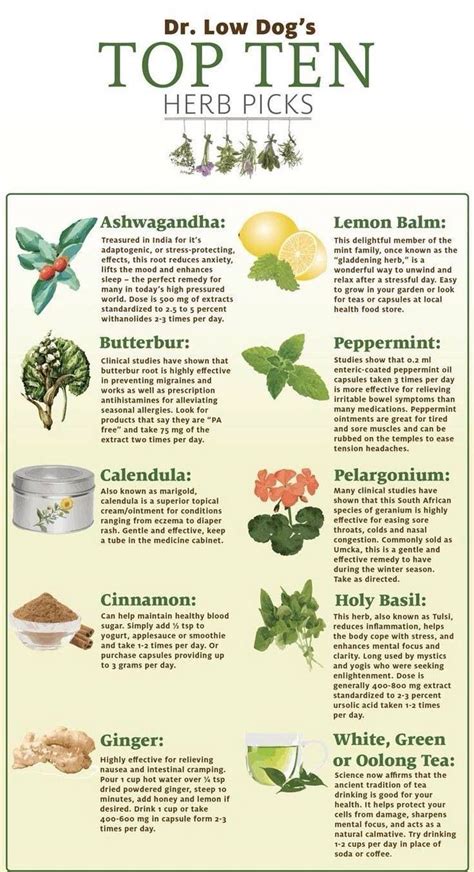 Top 10 Indian Medicinal Herbs For Health And Wellness
