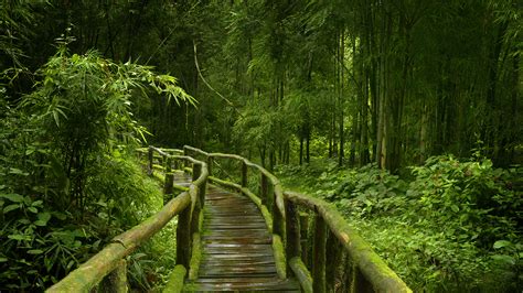 Photos Jungle Nature Bamboo Bridges Forest Tropics Moss 2560x1440