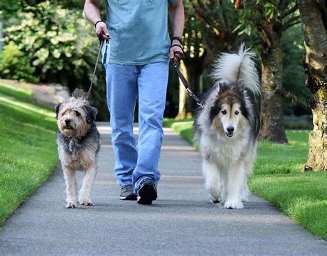 Pet Sitting Services Denver Dog Walkers Dog Walking And Pet Sitting