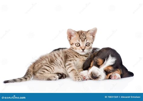 Tabby Kitten And Sleeping Basset Hound Puppy Lying Together Isolated