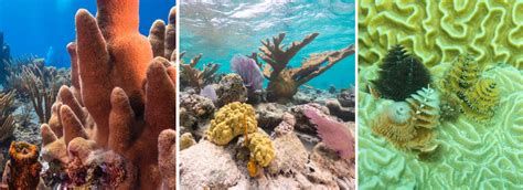 Coral Reefs Oceans Coasts And Seashores Us National Park Service