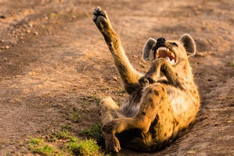Why Do Hyenas Laugh Discover Wildlife
