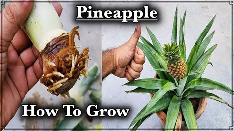 How To Grow Pineapples At Home अनानास को कैसे उगाये Grow Pineapple