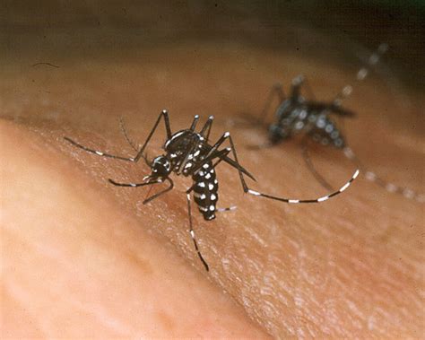Day Biting Asian Tiger Mosquitoes Found In Michigan