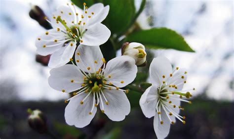 Flowers Photography Macro Cherry Blossom Closeup