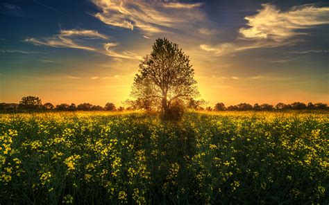 Gold Sunset Sun Rays Light Tree Field With Yellow Flowers 4k Wallpapers