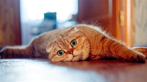 Wallpaper Scottish Fold Cat Look Lazy Orange Scottish Fold Green