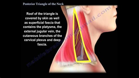 Posterior Triangle Of The Neck Everything You Need To Know Dr