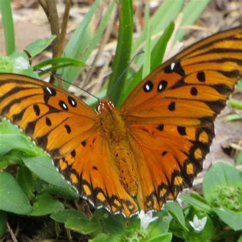 Gulf Fritillary Butterfly | ThriftyFun