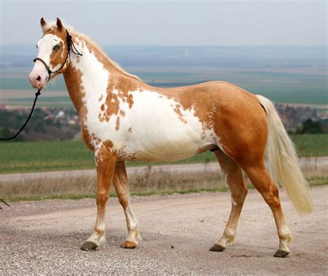 Paint Horse Palomino All The Pretty Horses Beautiful Horses Animals