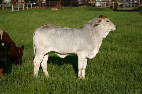 Z N T Cattle Co A Znt First Brahman Heifer For Sale