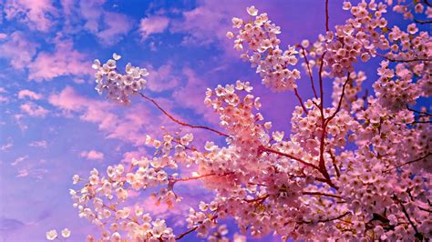 Cherry Blossom Laptop Wallpapers Top Free Cherry Blossom Laptop