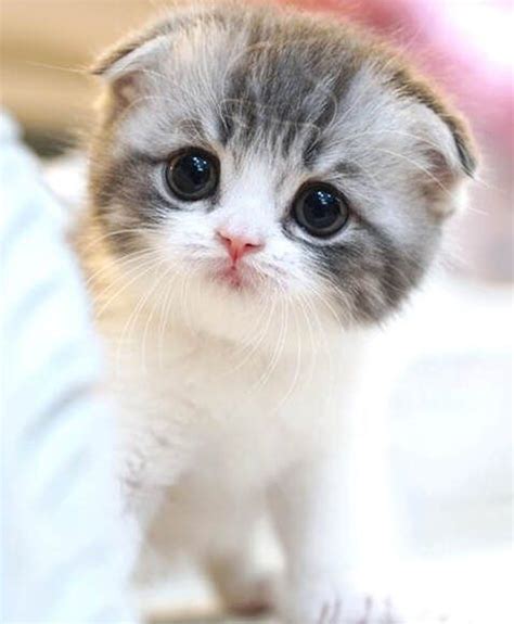 Munchkin Kitten Grey Cat Breeds Scottish Fold Kittens