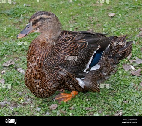 Rouen Duck Female Stock Photo Alamy