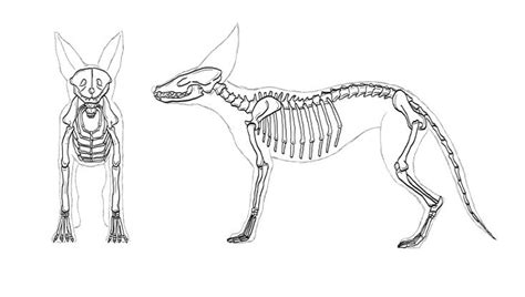 Fox Details and Rough Model in 2020 | Fennec fox, Bone drawing, Fox anatomy