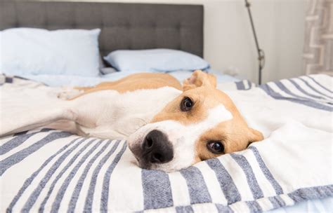 Lethargic Dog Symptoms Causes And Treatments