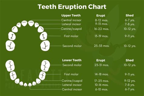 A Complete Guide To Primary Teeth Eruption Lafayette Pediatric Dentistry