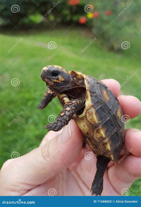 Baby Tortoise Morrocoy Stock Photo Image Of Tortoises 71468602